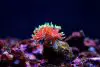Majano Anemone: Identification and Removal