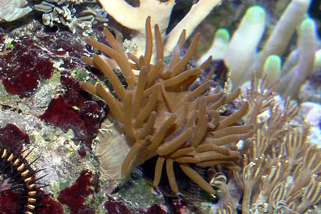 Majano anemones have rounded tips