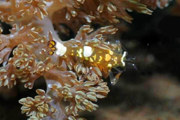 White spotted anemone shrimp