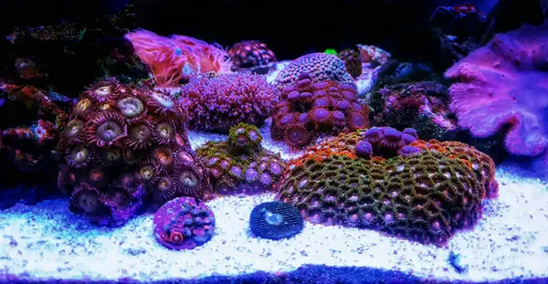 Zoanthid gardens allow you to combine colors and patterns