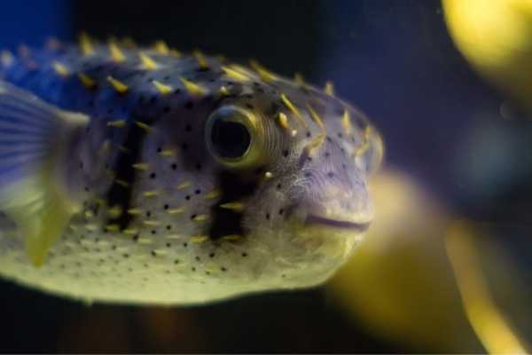 Purcupine pufferfish