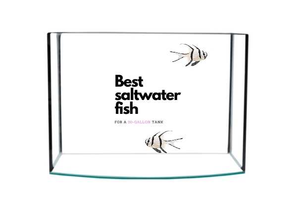 Best saltwater fish for a 50 gallon tank cover image