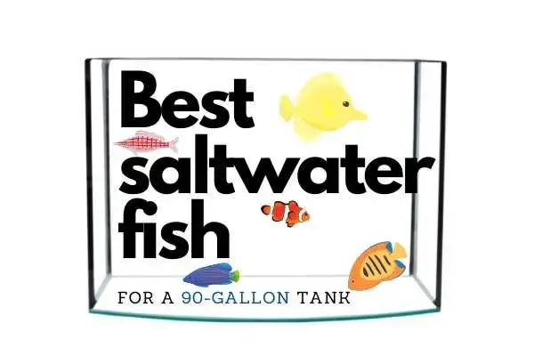 92 Best Saltwater Fish for a 90-Gallon Tank