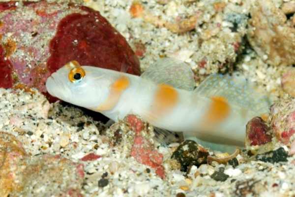 Flagtail goby