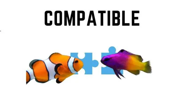 Compatible saltwater fish
