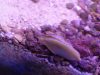Stomatella Snail Care Guide: Stomatella spp.