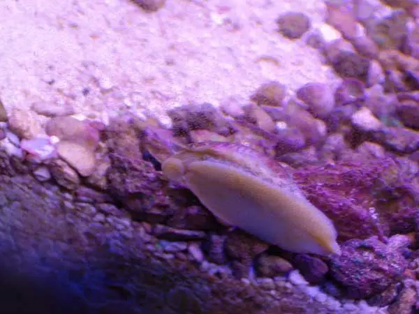 stomatella snail on glass