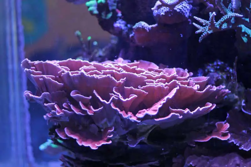 plating corals