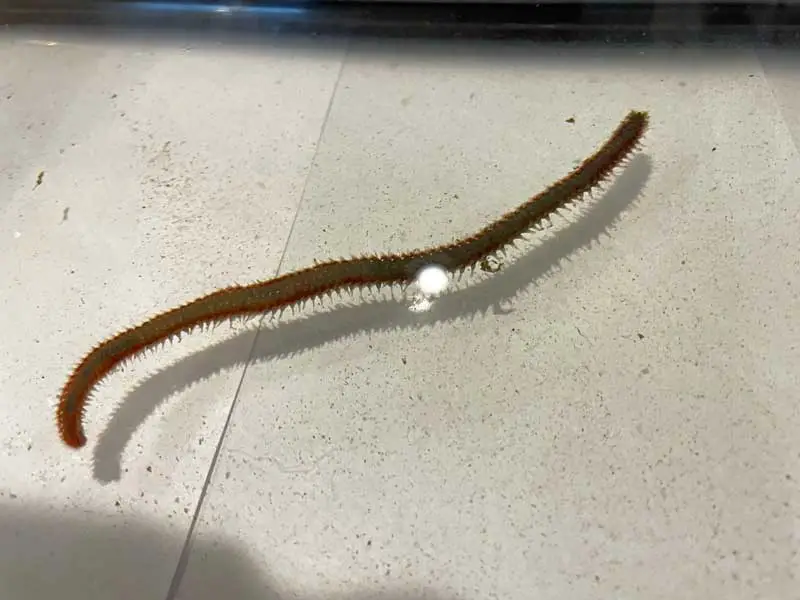 giant bristle worm