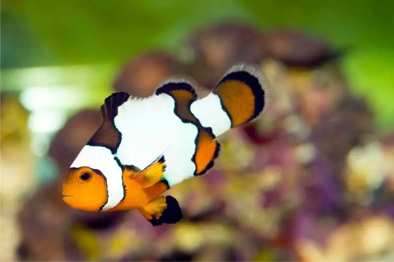 Snowflake clownfish