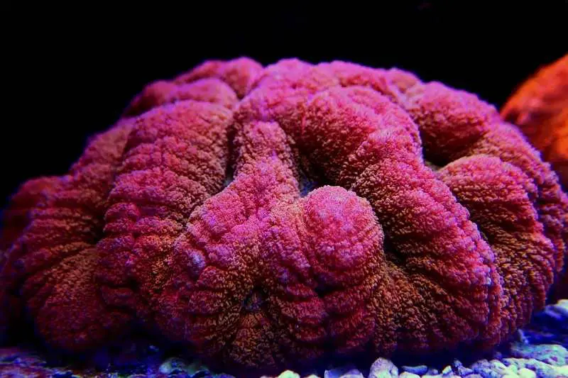 pink and orange lobophyllia coral