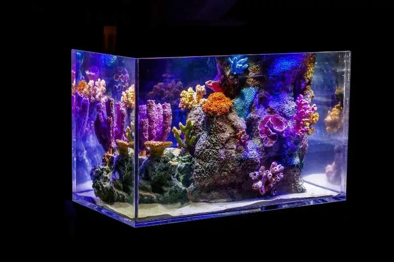 Saltwater tank for beginners--coral decorations are easy to care for