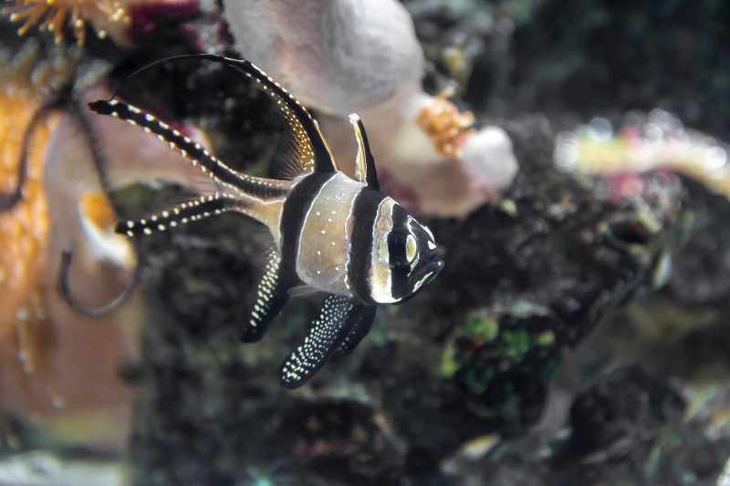 Banggai cardinalfish in a reef tank