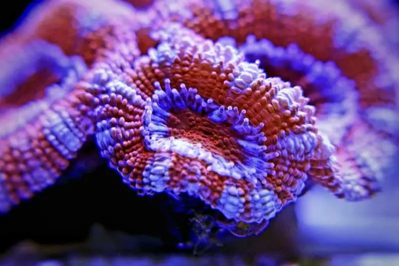 Acan lords