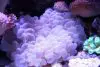 Bubble corals are one of the best beginner corals
