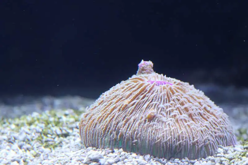 Fungia plate coral