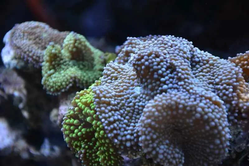 Mushroom corals