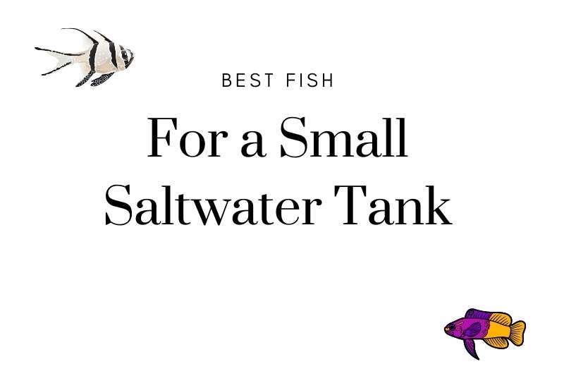 Best fish for a small saltwater tank
