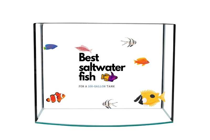 Best saltwater fish for a 100-gallon tank