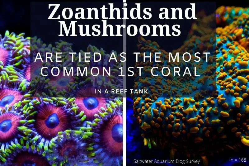 Coral statistic: Zoanthids and Mushrooms are the most common 1st coral introduced into a reef tank