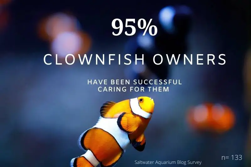 Saltwater fish care statistic: 95% of clownfish owners have been successful caring for them