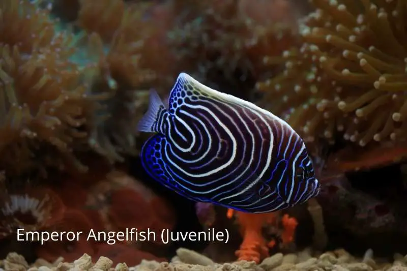 The coloration differences of a juvenile Emperor Angel are shown here. There are white and blue concentric rings and spots which is very different than the adult