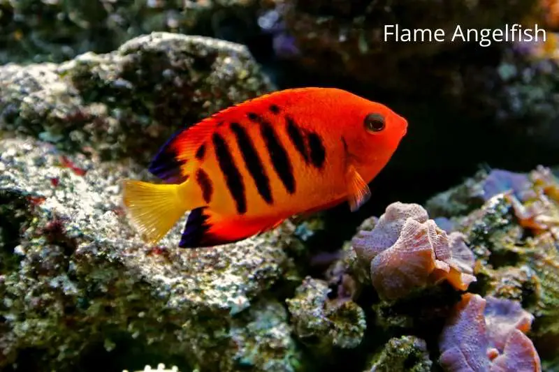 Flame angelfish with live rock and mushroom corals in the background to highlight a popular fish