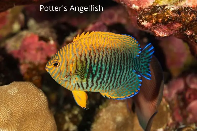 Potter's saltwater angelfish