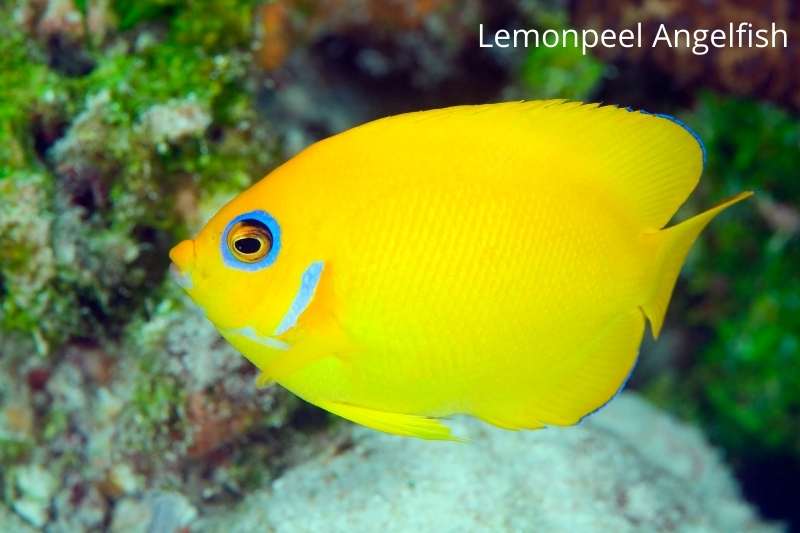 Bright yellow Lemonpeel saltwater angelfish. Displaying a blue ring around the eye and highlights on the gill plate