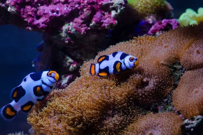 Picasso clownfish near mushroom corals