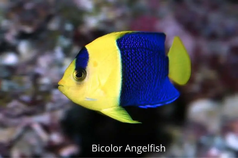 Bicolor angelfish up close. See the gill spine