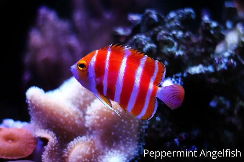 Perhaps the most rare saltwater aquarium fish out there, the Peppermint angelfish is a fish of legends