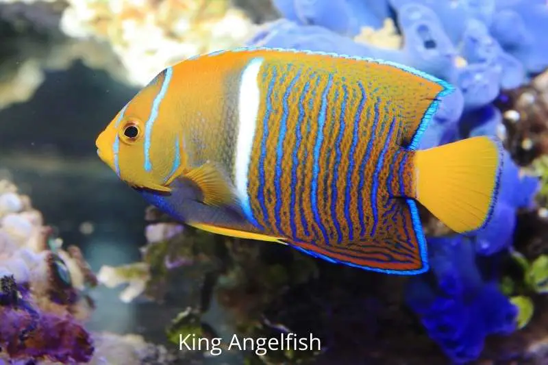 King angelfish