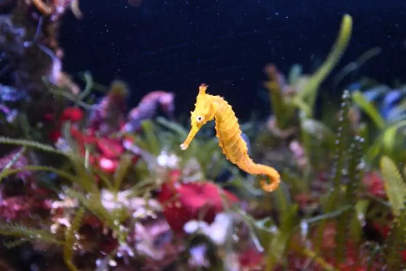 Seahorse with caulerpa in background