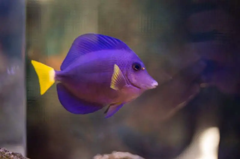 Purple tang fish