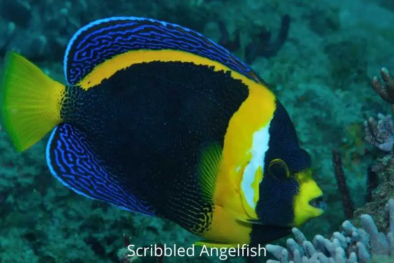 Close up image of the coloration of the Scribbled Angel. This type of saltwater angelfish gets its name from the scrawling line patters on its skin