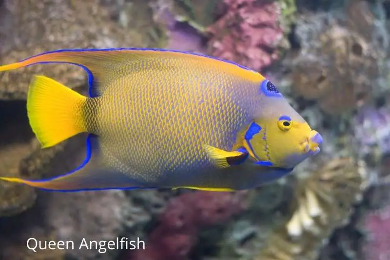 Queen angelfish is a popular type of saltwater angelfish