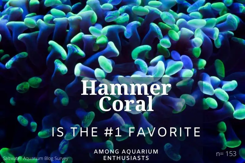 Coral statistic: the hammer coral is the # 1 favorite among aquarium enthusiasts