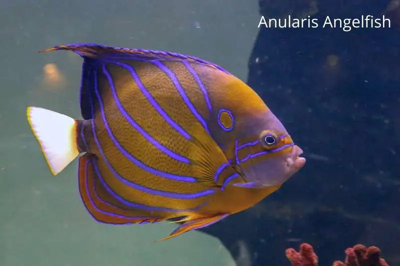 Anularis angel with stripes so blue they almost seem neon