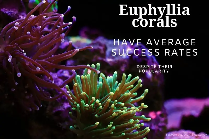 Euphyllia corals statistic: they have average success rates and above average popularity