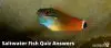 Answers to 10 question popular saltwater fish quiz