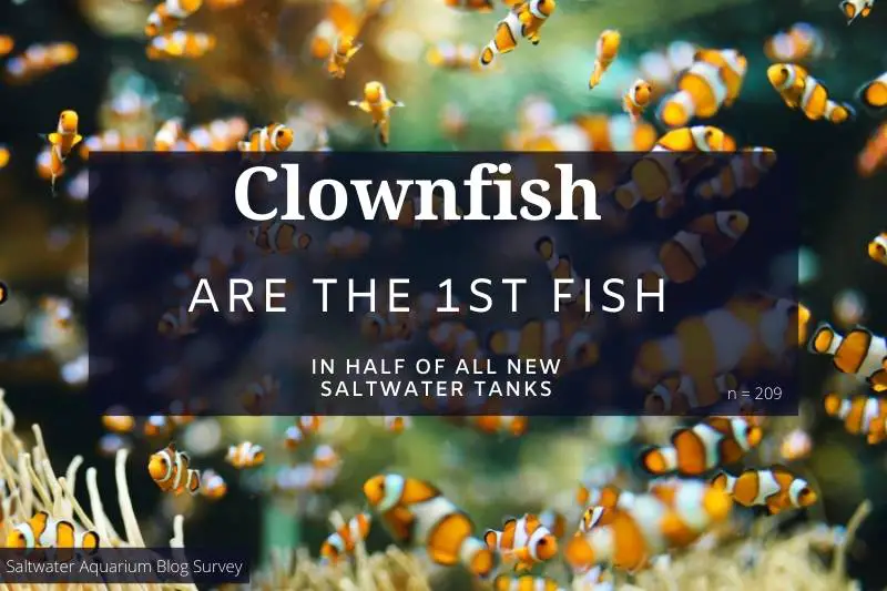 Saltwater aquarium fish statistic: clownfish are the first fish in half of all new saltwater tanks