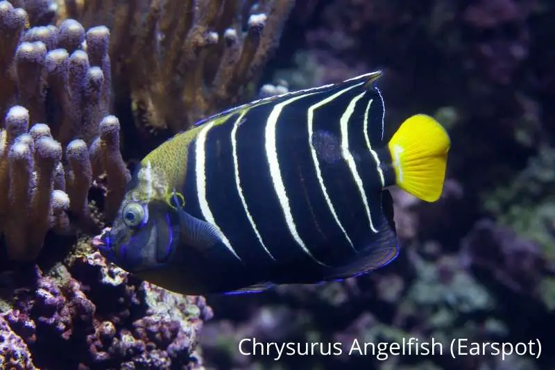 Chrysurus saltwater angelfish has a spot on its ear which earns it the nickname Earspot Angel