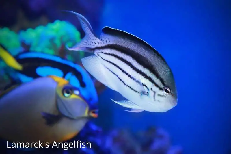 Lamarck's Angelfish shown here