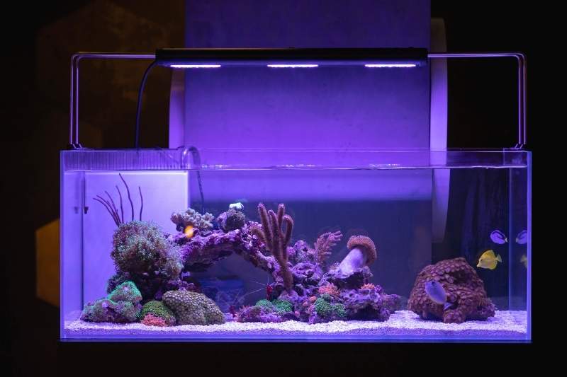 what is needed for a saltwater fish tank