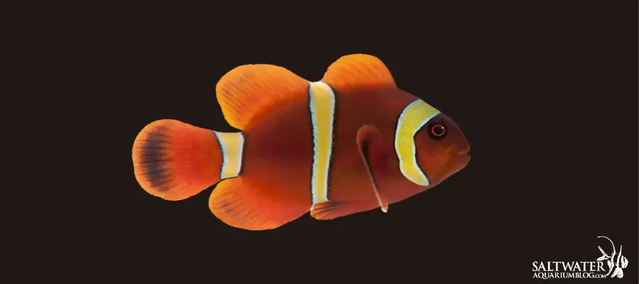 Gold stripe maroon clownfish