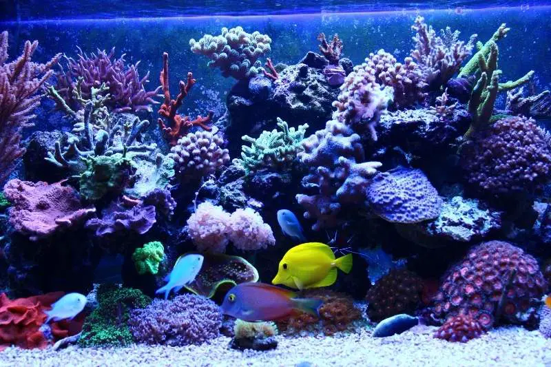 community reef tank with fish and corals