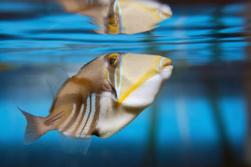 Triggerfish in a fish only tank