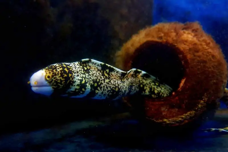 Snowflake eel in a fish only tank
