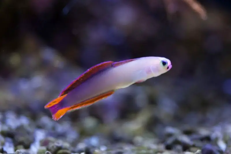 Purple firefish